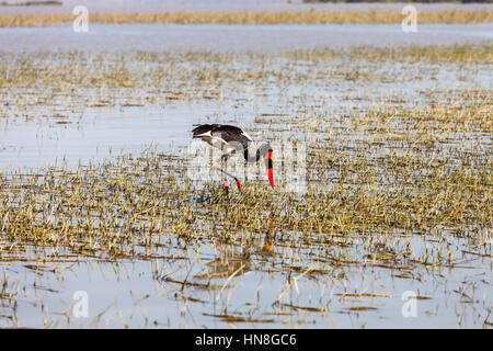 Un Saddle-Billed Stork (Ephippiorhynchus Senegalensis), il lago Ziway, Etiopia Foto Stock