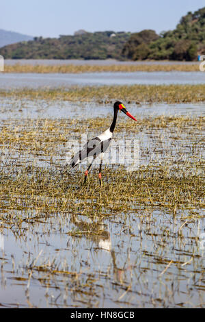 Un Saddle-Billed Stork (Ephippiorhynchus Senegalensis), il lago Ziway, Etiopia Foto Stock