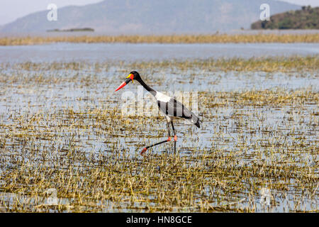 Un Saddle-Billed Stork (Ephippiorhynchus Senegalensis), il lago Ziway, Etiopia Foto Stock