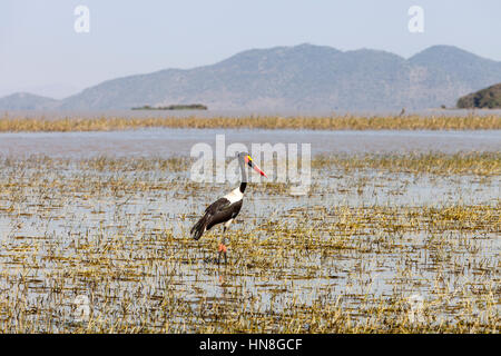 Un Saddle-Billed Stork (Ephippiorhynchus Senegalensis), il lago Ziway, Etiopia Foto Stock