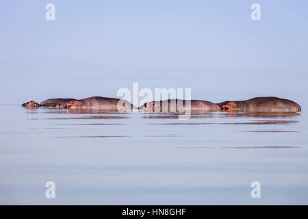 Ippopotami nel lago Ziway, Ethiopian Rift Valley, Etiopia Foto Stock