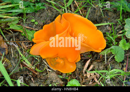 Buccia di arancia fungo - Aleuria aurantia Foto Stock