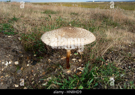 Parasole - Macrolepiota procera Foto Stock
