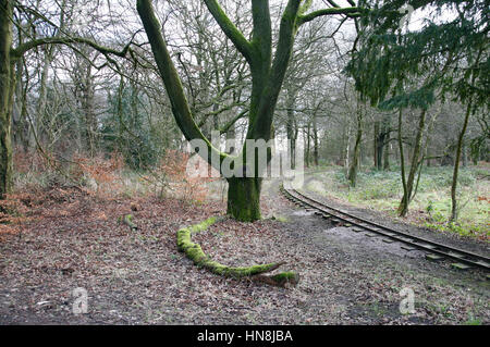 Haigh Country Park, Wigan, Lancashire Foto Stock