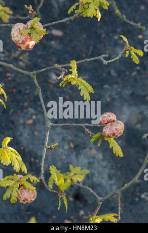 Oak Apple Galli sulla Quercia farnia (Quercus robur) causati da Gall Wasp, Letchmire Pascoli, West Yorkshire, Inghilterra, Aprile Foto Stock