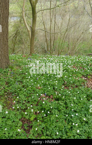 Comune (Bluebell Hyacinthoides non scripta) e legno (Anemone Anemone nemorosa ,), crescendo nel nocciolo di bosco ceduo, West Yorkshire, Inghilterra, Aprile Foto Stock