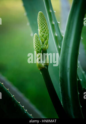 Blooming Aloe Vera sfocate su sfondo verde Foto Stock