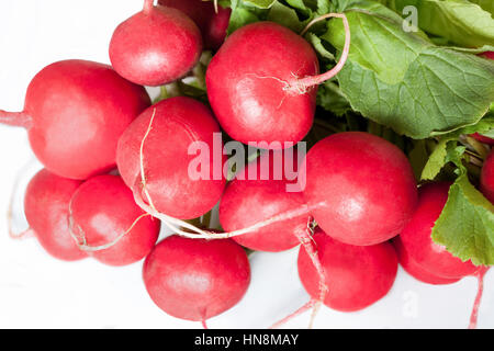Mazzetto di freschi ravanelli, primo piano. Foto Stock