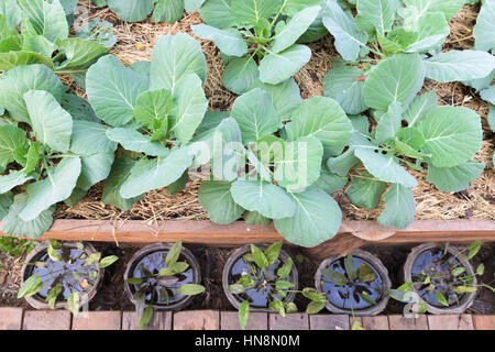 Impianto di broccoli cinesi o cavolo o Gai Lan Foto Stock