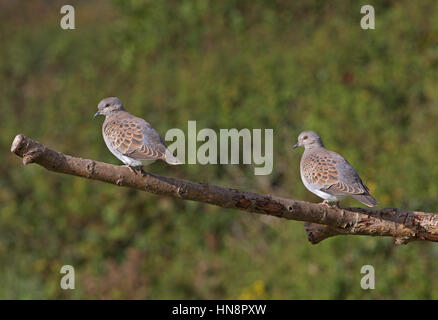 Eurasian Tortora (Streptopelia turtur) due ragazzi sul ramo morto Eccles-on-Sea, Norfolk, Ottobre Foto Stock