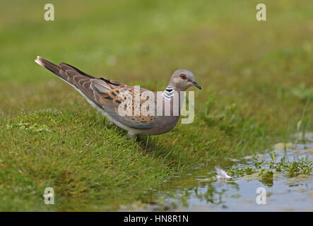 Eurasian Tortora (Streptopelia turtur) adulto permanente al bordo delle acque Eccles-on-Sea, Norfolk, Luglio Foto Stock