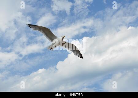 Seagull volare nel cielo blu Foto Stock