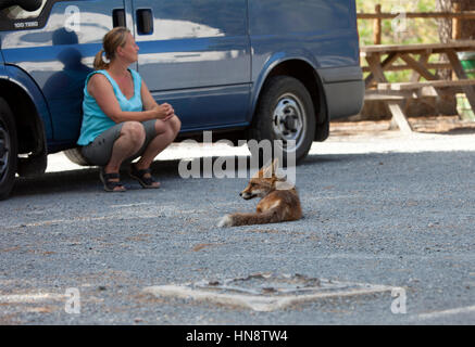 Wild Red Fox (Vulpes vulpes vulpes) e Donna Seduta in ombra in un'area picnic. Foto Stock