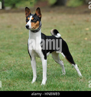 Basenji Foto Stock