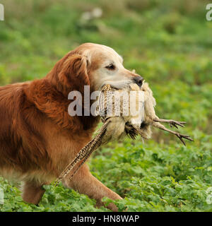 Il golden retriever il recupero di un fagiano Foto Stock