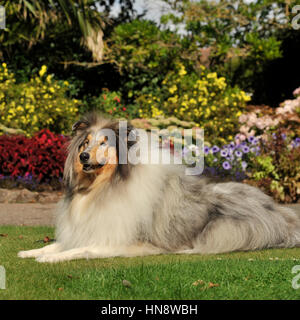 Blue merle collie (grezzi) Foto Stock