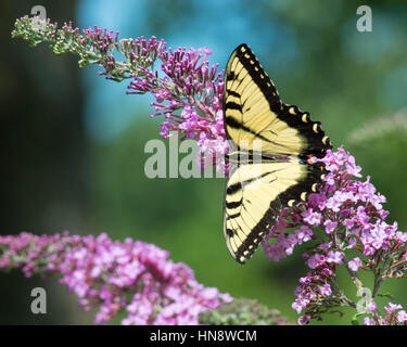 Coda forcuta farfalla sulla boccola a farfalla Foto Stock