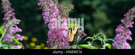 Coda forcuta farfalla sulla boccola a farfalla Foto Stock