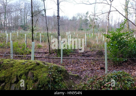 Protezioni albero/di protezione in un bosco in Cornovaglia Foto Stock