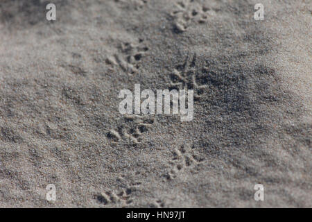 Piedi di uccelli stampe su sabbia Foto Stock