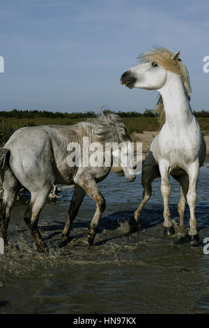 Gioco del cavallo Foto Stock