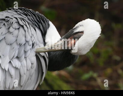 Preening Asian bianco-naped gru (grus vipio), close-up di testa mentre preening piume Foto Stock