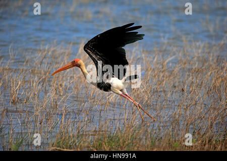 Dipinto di Stork, (Mycteria leucocephala), Adulto inizia a battenti, Udawalawe Nationalpark, Sri Lanka, Asia Foto Stock