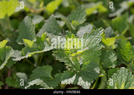 Gefleckte Taubnessel, Blatt, Blätter vor der Blüte, Lamium maculatum, Pezzata Dead ortica Foto Stock