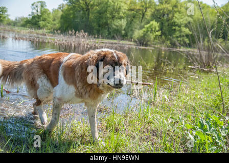 Mosca Watchdog vicino al fiume vicino fino Foto Stock