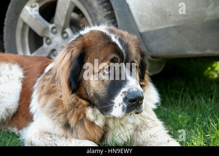 Mosca Watchdog su erba verde vicino fino Foto Stock