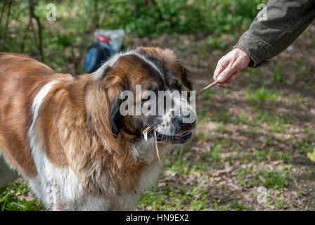 Grande Mosca Watchdog e la mano umana Foto Stock