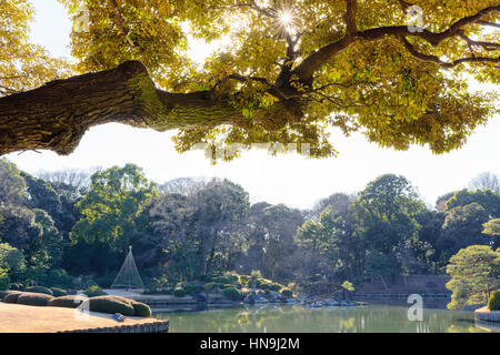 Struttura ad albero Rikugien giardino giapponese Foto Stock