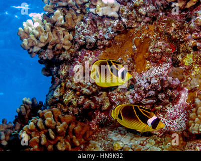 Raccoon buttefly pesce al largo della costa della Grande Isola, Hawaii Foto Stock