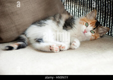 Ritratto di Tabby kitten giacente Foto Stock