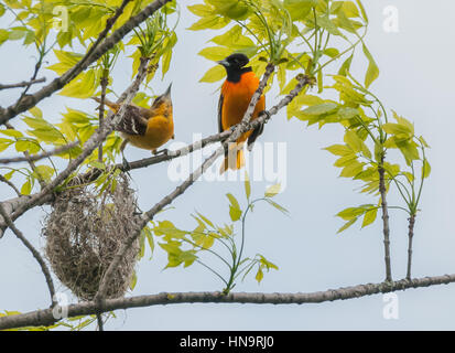 Una coppia degli Orioles condividono la nidificazione delle responsabilità. Foto Stock