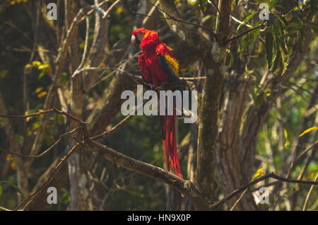 Appollaiato scarlet macaw Foto Stock