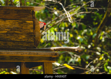 Scarlet Macaw che spuntavano dal nido di conservazione Foto Stock