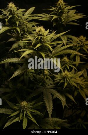 Un giovane cola su un privato di piante di cannabis in Alaska Foto Stock