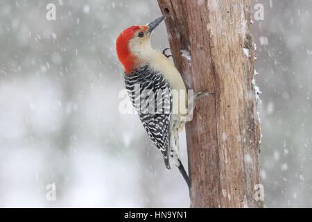 Un rosso picchio panciuto Melanerpes carolinus si appollaia in inverno una tempesta di neve Foto Stock
