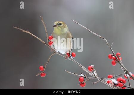 Un American goldfinch si appollaia su inverno rosso bacche Foto Stock