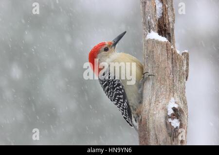 Un rosso picchio panciuto Melanerpes carolinus si appollaia in inverno una tempesta di neve Foto Stock