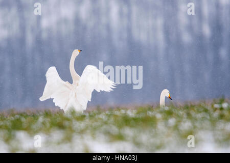 Whooper cigni (Cygnus cygnus) nella neve, sbattimenti le sue ali, Emsland, Bassa Sassonia, Germania Foto Stock