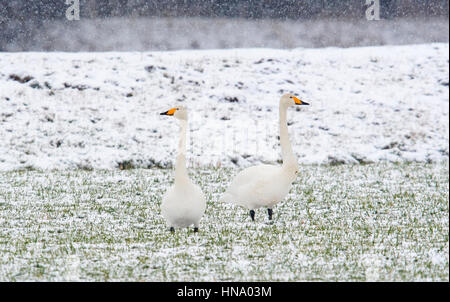 Whooper cigni (Cygnus cygnus) nella neve, Emsland, Bassa Sassonia, Germania Foto Stock