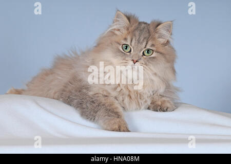 Il persiano, giovane maschio blu tabby, giacente su una coperta Foto Stock