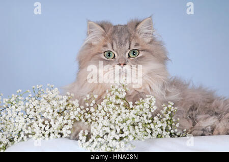 Il persiano, giovane maschio blu tabby, che giace accanto al bimbo di-respiro Foto Stock