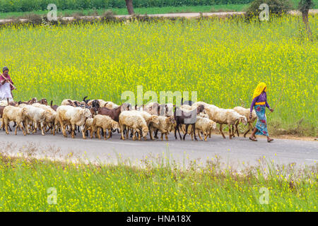 Abhaneri, India, 21 Gennaio 2017 - Gli abitanti di un villaggio di radunare le pecore su una strada ultimi campi di senape in Abhaneri, Rajasthan, India. Foto Stock