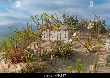 Piante selvatiche nelle dune, Spiaggia di un Frouxeira, Valdoviño, La Coruña provincia, regione della Galizia, Spagna, Europa Foto Stock