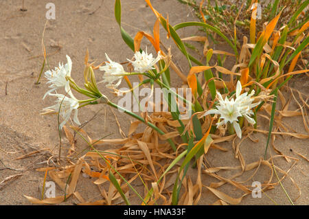 Sea daffodil (Pancratium maritimum) nelle dune, spiaggia di un Frouxeira, Valdoviño, La Coruña provincia, regione della Galizia, Spagna, Europa Foto Stock