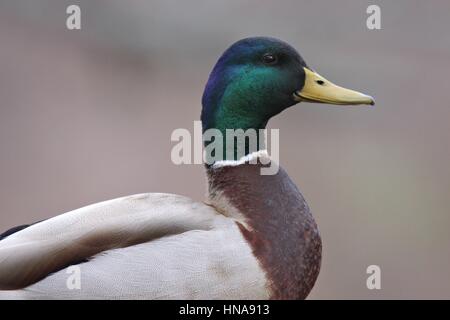 Una chiusura di un maschio di Mallard duck Anas platyrhnchos nel profilo Foto Stock