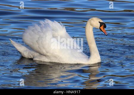 Un bel bianco cigno Cygnus olor nuoto su un lago Foto Stock